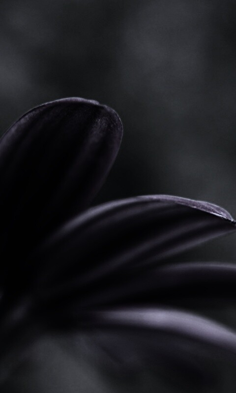 Макро фото цветка обои