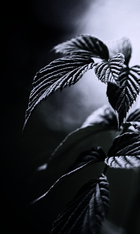 Листья малины обои