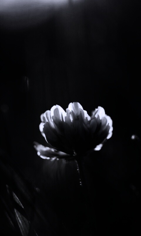 Белый клевер обои