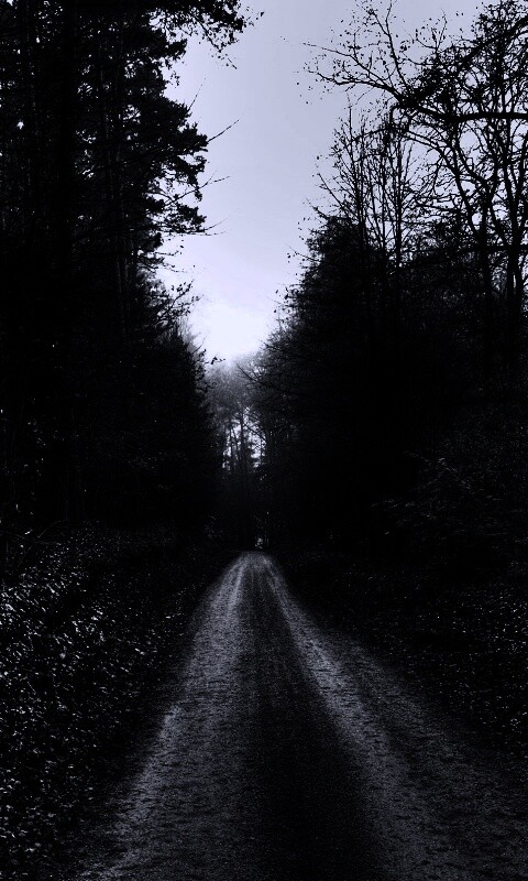 Дорога через лес обои