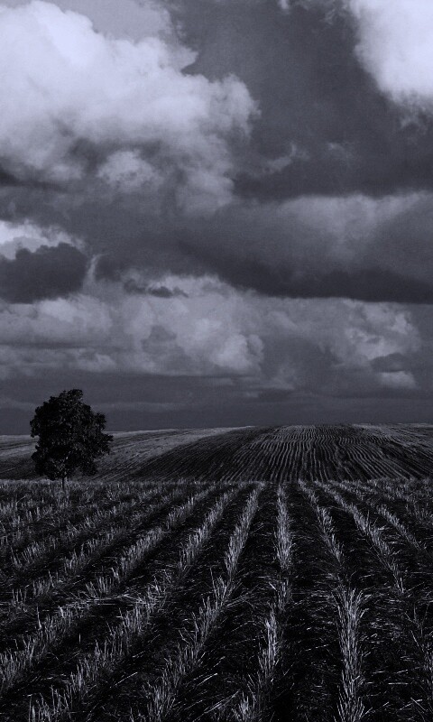 Дерево в поле обои