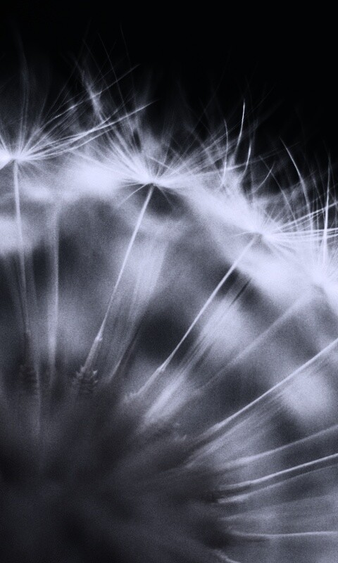 Макро фото одуванчика обои