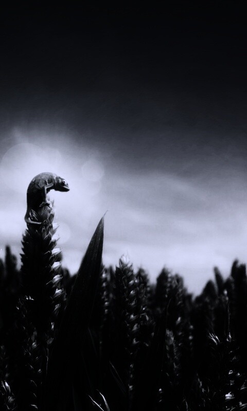 Маленький хамелеон на травинке обои