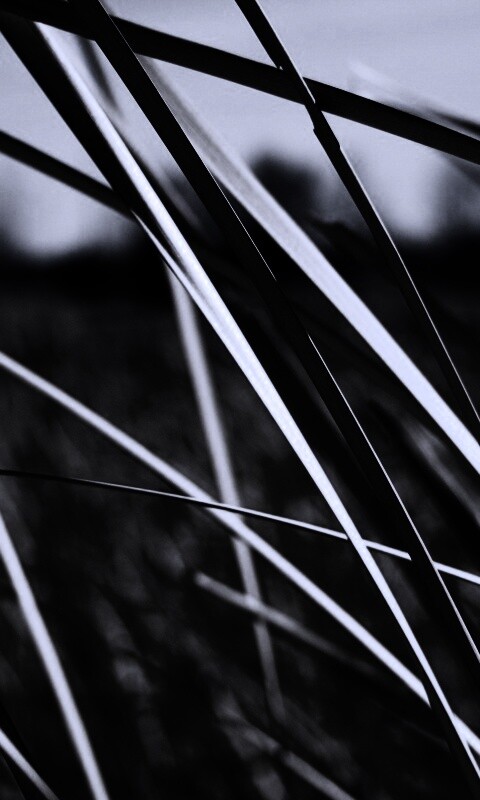 Желтая трава обои