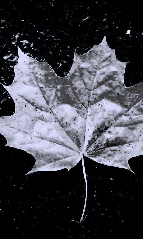 Желтый лист обои