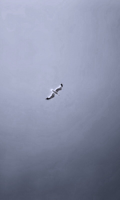 Полет  обои