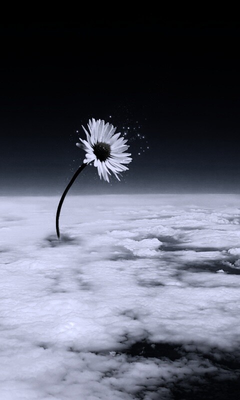 Ромашка в стратосфере обои