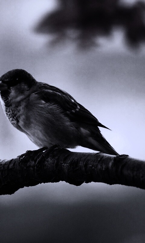 Птичка на ветке обои