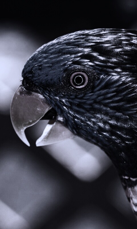 Красноглазйы попугай обои