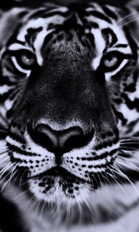 Красавец тигр обои