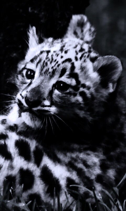 Котенок большой дикой кошки обои