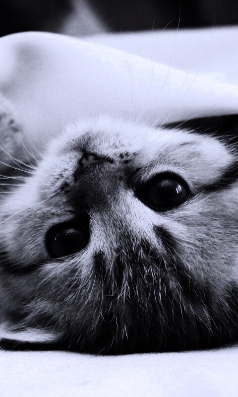 Котёнок вверх ногами обои