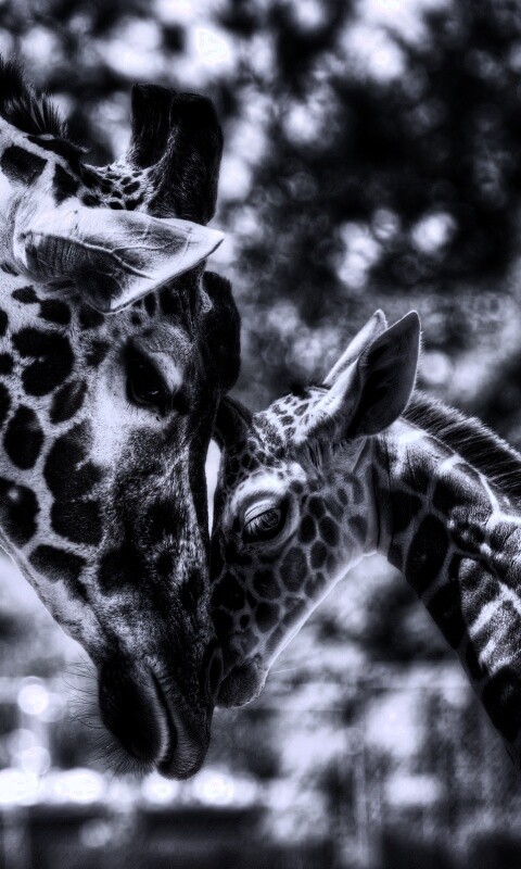 Жирафа и жирафёнок обои