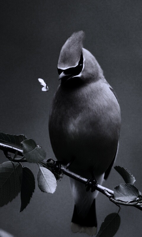 Оранжевая птичка обои