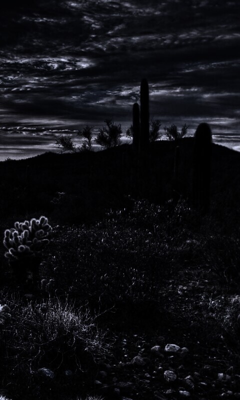 Саванна обои