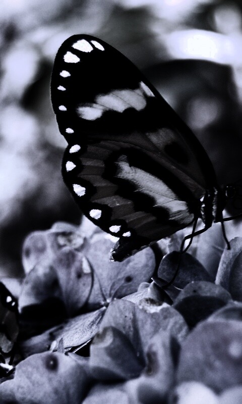Две бабочки обои
