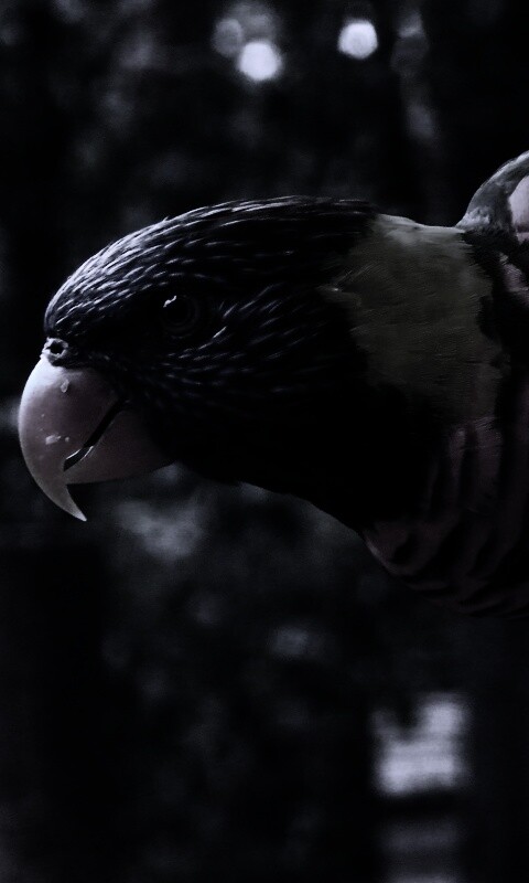 Попугай на канате обои