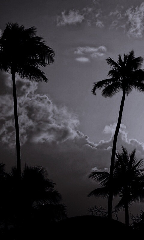 Пальмы на закате обои