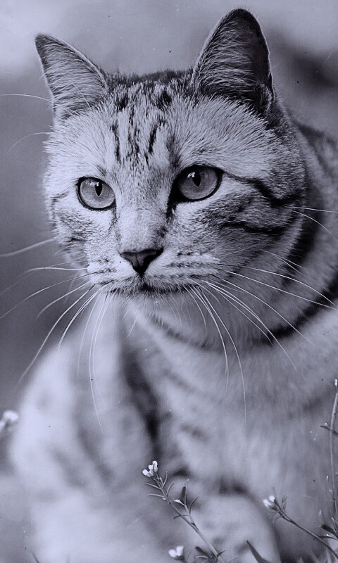 Кот в теплых тонах обои