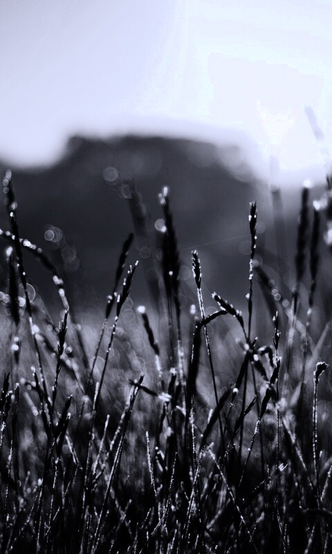 Поле пшеницы обои