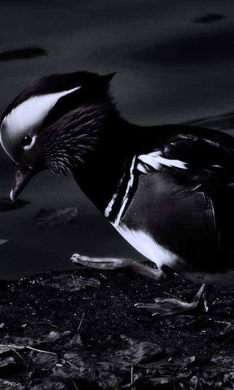 Уточка - мандаринка обои