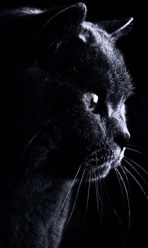 Плюшик  обои