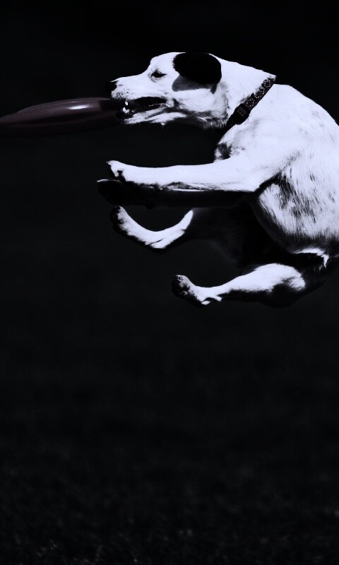 Ловкач обои