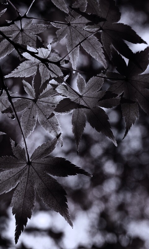 Осенние листья обои