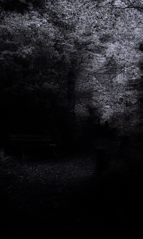 Скамейке в чаще парка обои