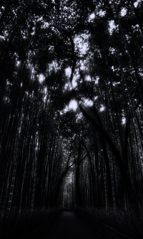 Дорога в тростниковых зарослях обои