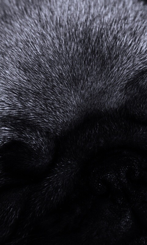 Спящий мопсик обои