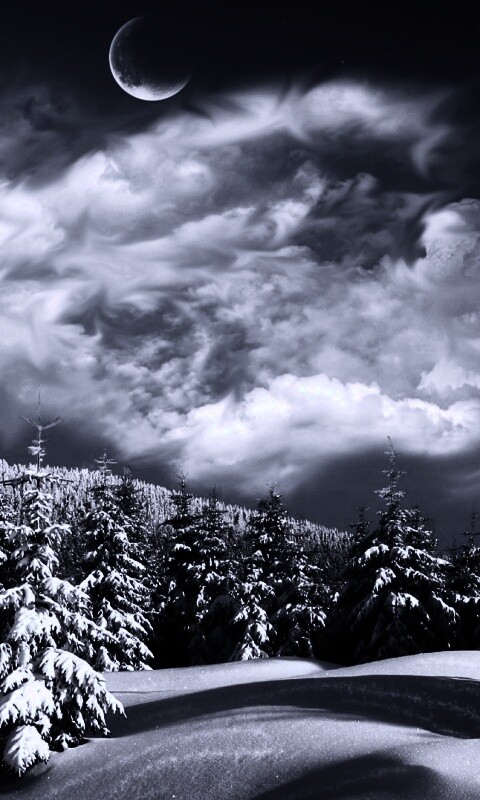 Зимний еловый лес обои