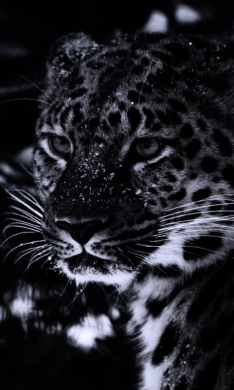 Леопард у заснеженной ели обои