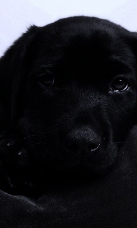 Сонный щенок немецкого поинтера обои