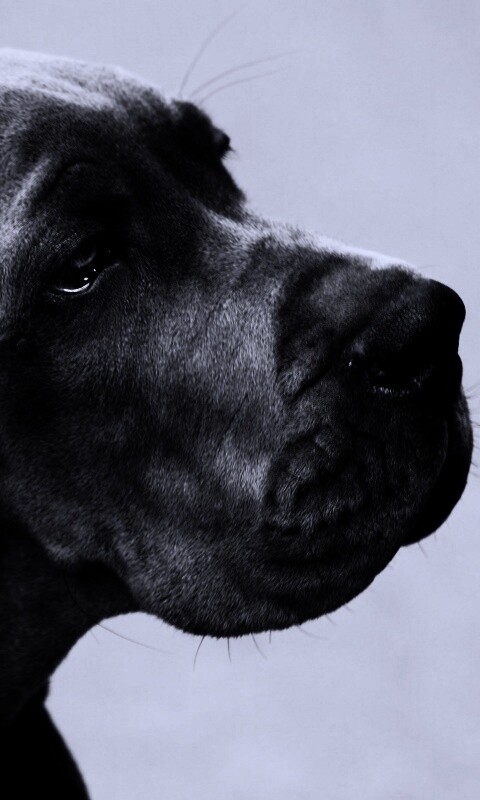 Грустная собака обои