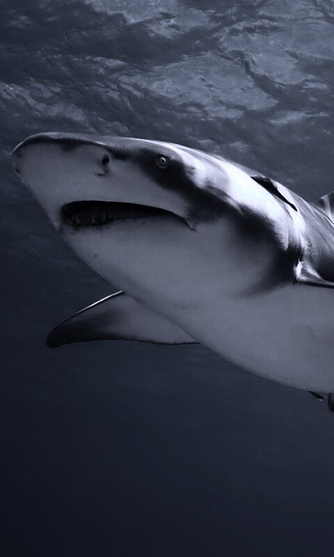 Красивая глубоководная акула обои