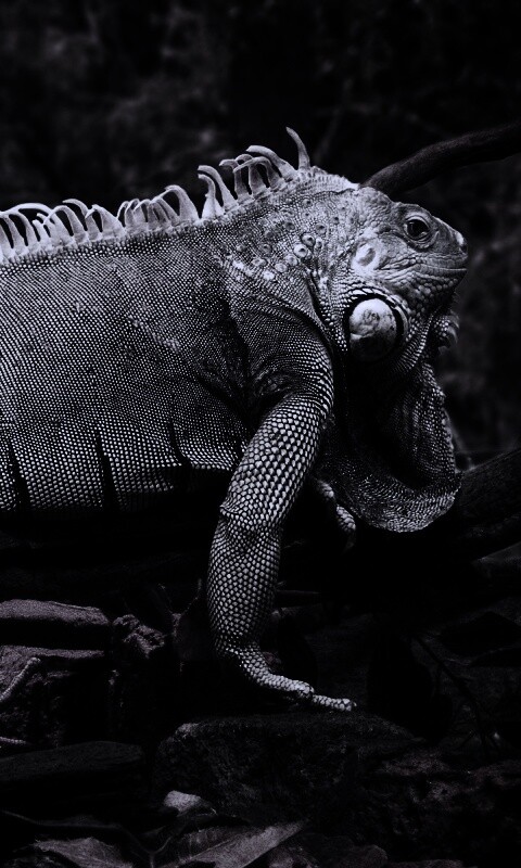 Большая игуана обои