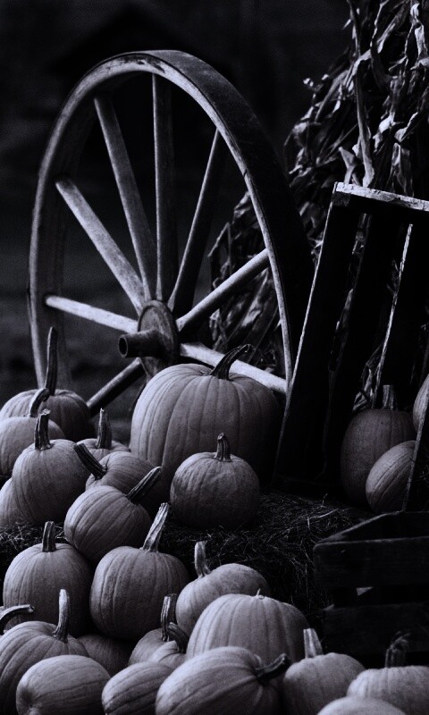 Урожай обои