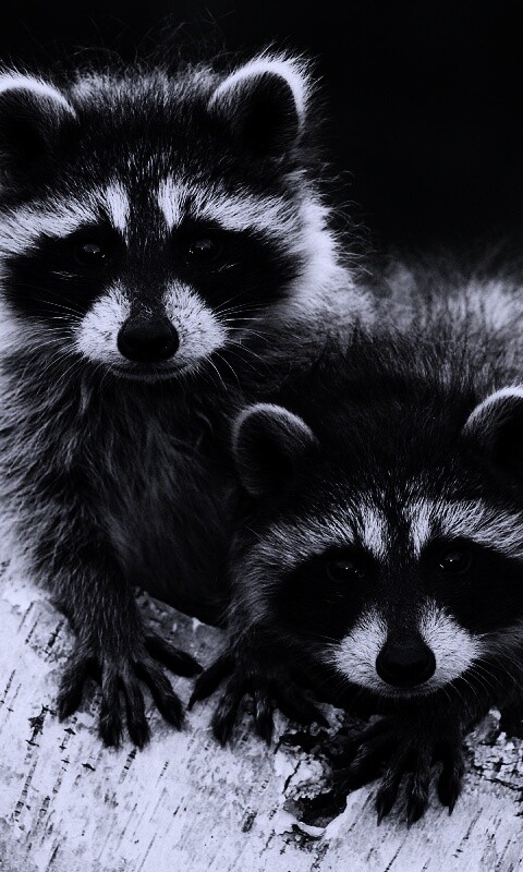 Полосатики обои