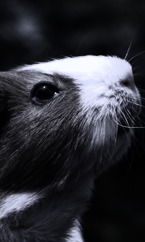 Морская свинка - романтик обои