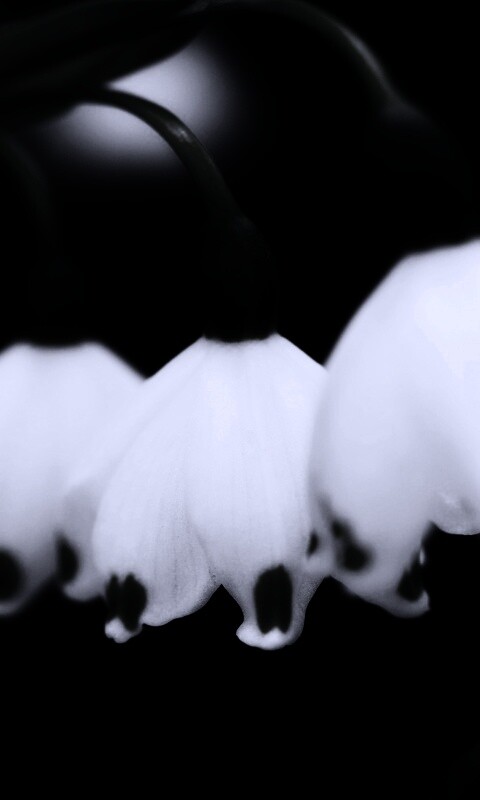 Белые ландыши обои