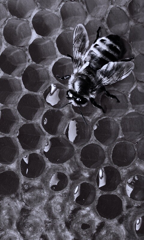 Пчела на сотах с медом обои