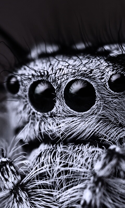 Паук в макро обои