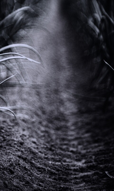 Тропинка в траве обои