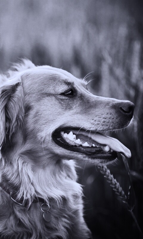 Собаки обои