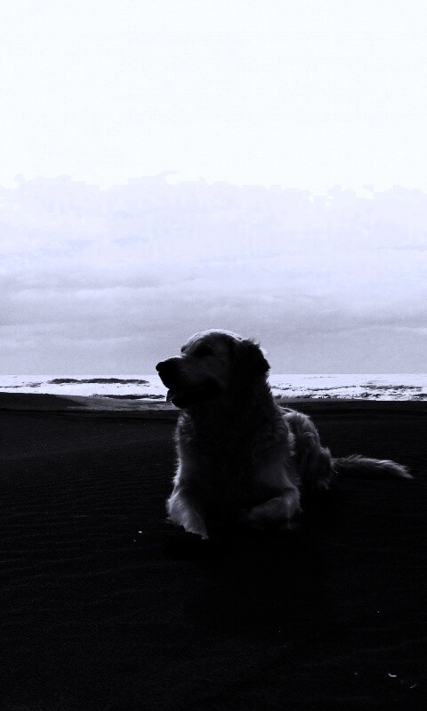 Красивая собака на оранжевом песке обои