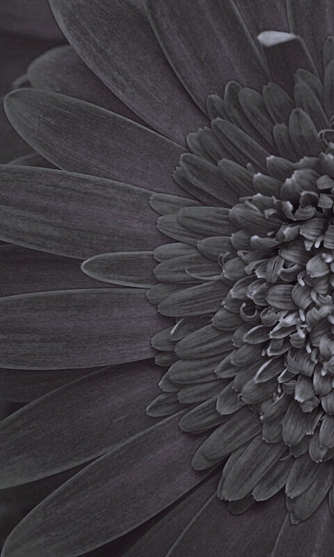 Большой оранжевый гербер обои