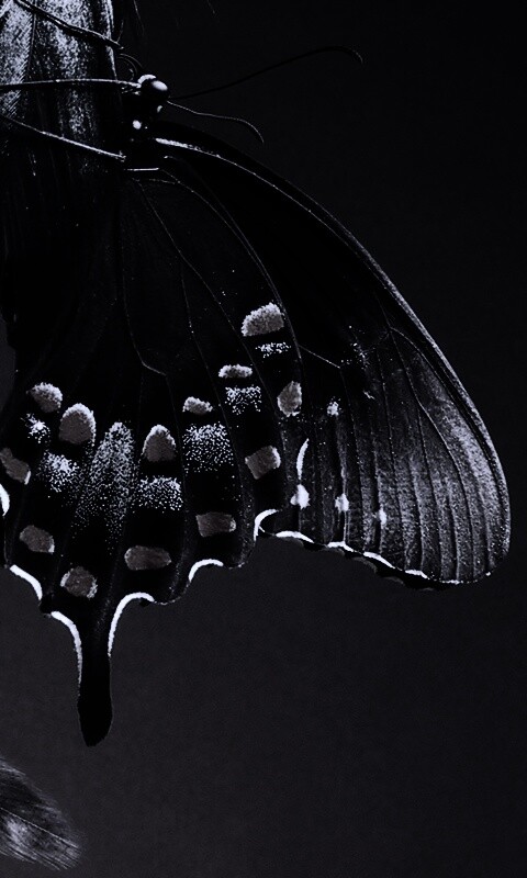 Красивая бабочка обои