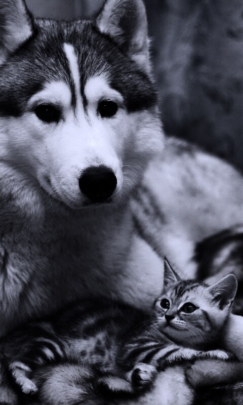 Собака и котенок обои