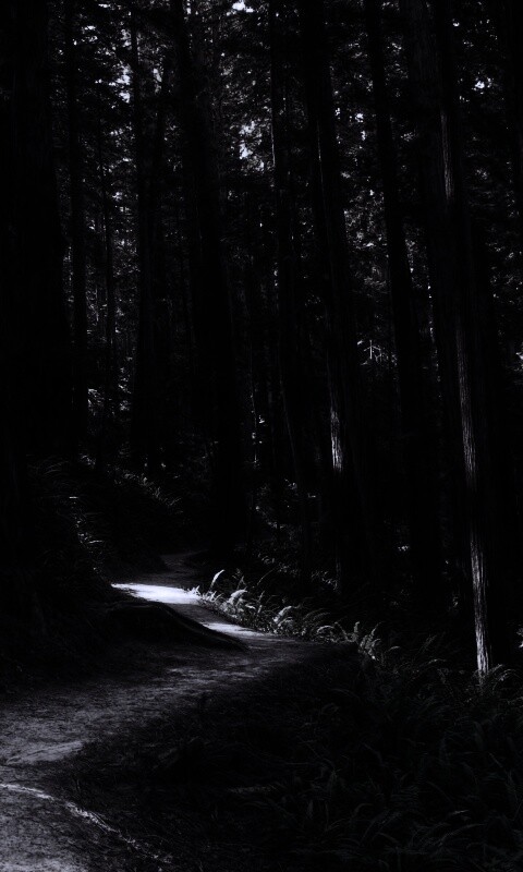 Лесной пейзаж обои